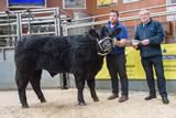 Champion Galloway from Peela Hill-2